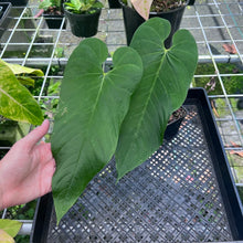 Load image into Gallery viewer, Anthurium Dolichostachyum , Exact Plant
