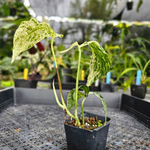 Load image into Gallery viewer, Amydrium Medium, Exact Plant Variegated Ships Nationwide
