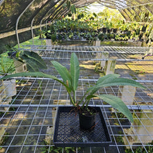 Load image into Gallery viewer, Philodendron Acutifolium, Exact Plant
