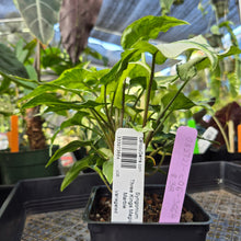 Load image into Gallery viewer, Syngonium Three Kings Magic Marble, Exact Plant Variegated Ships Nationwide
