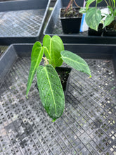 Load image into Gallery viewer, Anthurium Cirinoi, Exact Plant Ships Nationwide
