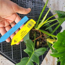 Load image into Gallery viewer, Philodendron Green Golden Dragon, Exact Plant Ships Nationwide

