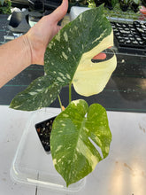Load image into Gallery viewer, Monstera Deliciosa Creme Brulee variegated exact plant, Fedex 2day*
