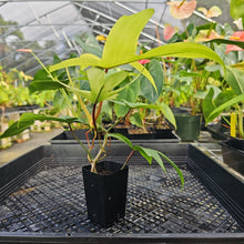 Load image into Gallery viewer, Philodendron Florida Ghost, Exact Plant Ships Nationwide
