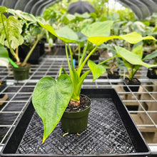 Load image into Gallery viewer, Alocasia Cucullata, Exact Plant Variegated 6&#39;&#39; pot Ships Nationwide
