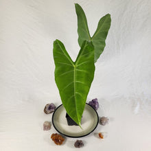 Load image into Gallery viewer, Alocasia Longiloba, Lowii, Argryeia, Exact Plant
