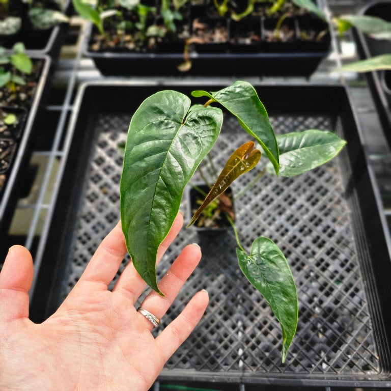 Anthurium Cupulispathum X Pedatum , Exact Plant Ships Nationwide