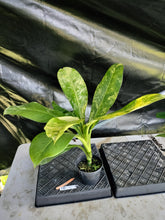 Load image into Gallery viewer, Dieffenbachia big ben, Exact Plant Ships Nationwide.
