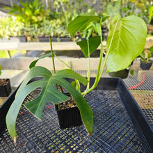 Load image into Gallery viewer, Monstera Sierrana Hawaii Clone, Exact Plant Ships Nationwide
