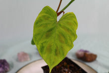 Load image into Gallery viewer, Philodendron Verrucosum Exact Plant Ships nationwide
