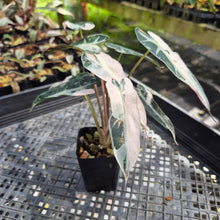 Load image into Gallery viewer, Alocasia Bambino Arrow Pink variegated exact plant, Fedex 2day*
