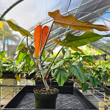 Load image into Gallery viewer, Philodendron Orange Marmalade, Exact Plant Ships Nationwide
