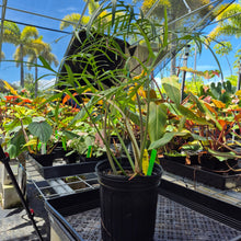 Load image into Gallery viewer, Philodendron Polypodoides, Exact Plant Ships Nationwide

