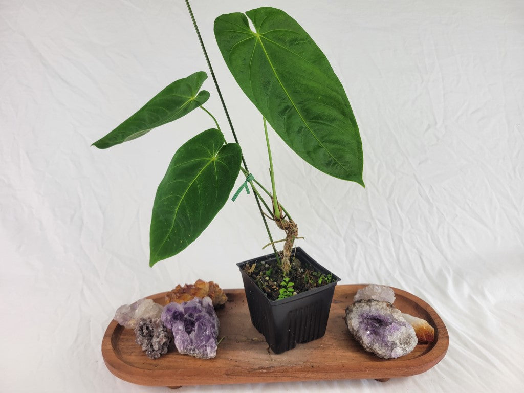 Anthurium Angamarcanum , Exact Plant