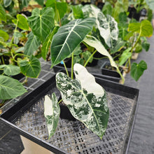 Load image into Gallery viewer, Alocasia Frydek, Exact Plant Variegated Ships Nationwide
