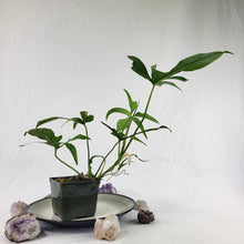 Load image into Gallery viewer, Philodendron Quercifolium x Pedatum, Exact Plant Ships Nationwide
