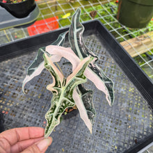 Load image into Gallery viewer, Alocasia nobilis pink Variegated Ships Nationwide
