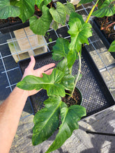 Load image into Gallery viewer, Philodendron Minarum &#39;Lime Fiddle&#39;, Exact Plant Ships Nationwide
