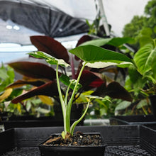 Load image into Gallery viewer, Alocasia Odora, Okinawa Silver, Exact Plant Variegated 4&#39;&#39; pot
