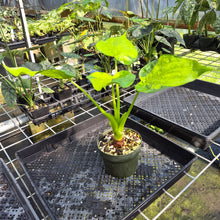 Load image into Gallery viewer, Alocasia Cucullata Banana Split Variegated exact plant, Fedex 2day*
