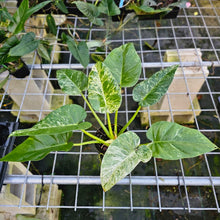 Load image into Gallery viewer, Philodendron Giganteum, Exact Plant Variegated
