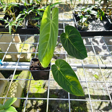 Load image into Gallery viewer, Anthurium Angamarcanum , Exact Plant
