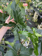Load image into Gallery viewer, Philodendron Thaumatophyllum Goeldii X Selloum "African Fantasy exact plant, Fedex 2day*
