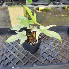 Load image into Gallery viewer, Philodendron Florida Ghost, Exact Plant Ships Nationwide
