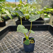 Load image into Gallery viewer, Anthurium Ace Of Spades X Papillilaminum, Exact Plant Ships Nationwide
