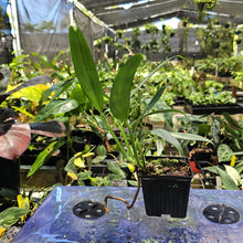 Load image into Gallery viewer, Epipremnum Amplissimum Silver Stripe, Exact Plant Ships Nationwide
