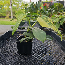 Load image into Gallery viewer, Philodendron Bipennifolium, Exact Plant Variegated Ships Nationwide
