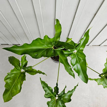 Load image into Gallery viewer, Philodendron Thaumatophyllum Goeldii X Selloum &quot;African Fantasy, Exact Plant
