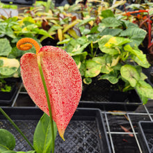 Load image into Gallery viewer, Anthurium Scherzerianum &quot;Pig Tail&quot; Speckled, Exact Plant
