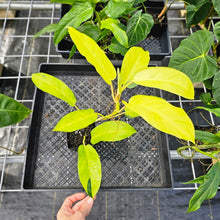 Load image into Gallery viewer, Philodendron Thai Sunrise, Exact Plant Variegated Ships Nationwide
