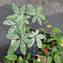 Load image into Gallery viewer, Pachira Aquatica Money Tree, Exact Plant Variegated Ships Nationwide
