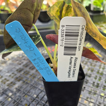 Load image into Gallery viewer, Alocasia Sedenii Aurea Variegated, Exact Plant Ships Nationwide
