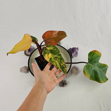 Load image into Gallery viewer, Philodendron Strawberry Shake, Exact Plant Variegated
