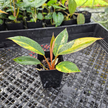 Load image into Gallery viewer, Philodendron Red Congo, Exact Plant Variegated Ships Nationwide
