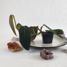 Load image into Gallery viewer, Philodendron Gigas 2.5&quot; starter pot, ships nationwide
