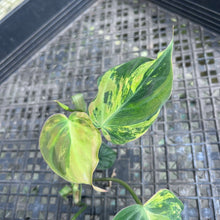 Load image into Gallery viewer, Philodendron Hederaceum Micans Aurea, Exact Plant Variegated Ships Nationwide
