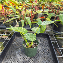 Load image into Gallery viewer, Philodendron Giganteum, Exact Plant Variegated Ships Nationwide
