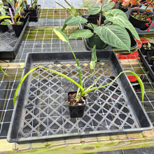 Load image into Gallery viewer, Philodendron Holtonianum Variegated, Exact Plant Ships Nationwide
