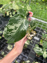 Load image into Gallery viewer, Monstera Bulbasaur variegated 2.5" pot 2DayAir
