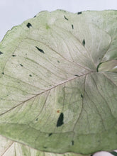 Load image into Gallery viewer, Green Splash, exact plant, variegated Syngonium, ships nationwide
