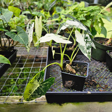 Load image into Gallery viewer, Alocasia Frydek, Exact Plant Variegated Multi plant
