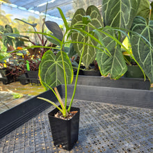 Load image into Gallery viewer, Philodendron Polypodoides, Exact Plant Ships Nationwide

