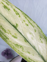 Load image into Gallery viewer, Silver Queen Ice Queen, Exact Plant, variegated Aglaonema
