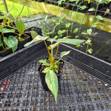 Load image into Gallery viewer, Philodendron Gloriosum Snow Leopard, variegated, Exact Plant Ships Nationwide
