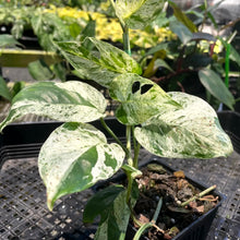 Load image into Gallery viewer, Epipremnum Pinnatum Marble, Exact Plant Variegated Ships Nationwide
