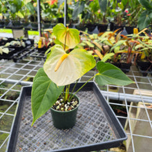 Load image into Gallery viewer, Anthurium White Obake 'Tropic Ice' 6" pot, Fedex 2day
